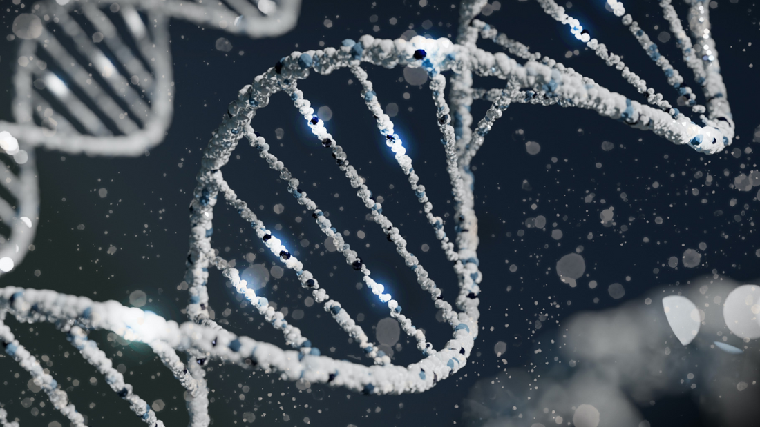 What is Sperm DNA Fragmentation?