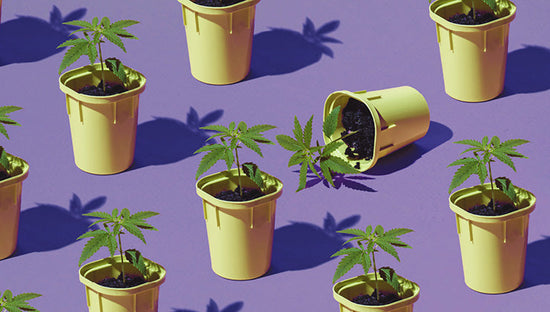 Does marijuana affect fertility?