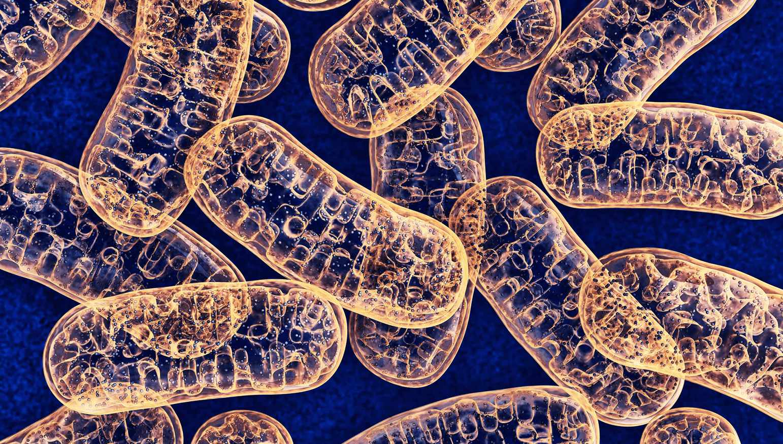 What is CoQ10—and Why Do I Need It?