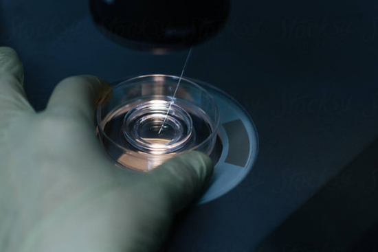 What happens day-by-day after an embryo transfer