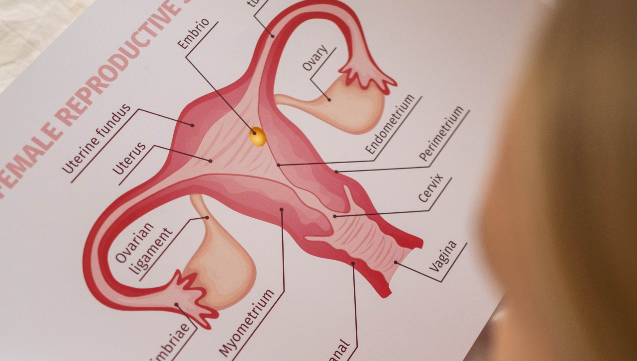 embryo image for uterine lining tips
