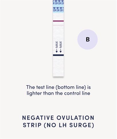 How To Read Ovulation Test Results | Bird&Be