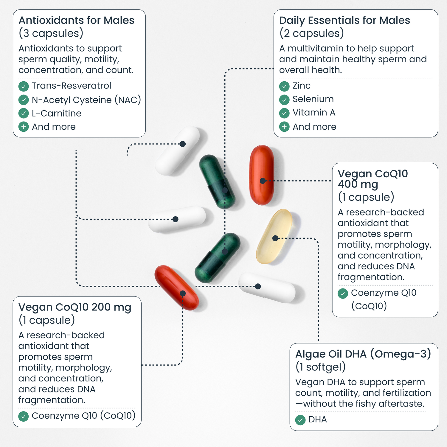 Male Fertility Supplements – Boost Sperm Health & Motility – Bird&Be