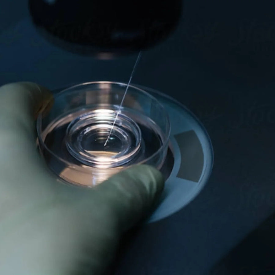 What Happens Day-by-Day After an Embryo Transfer
